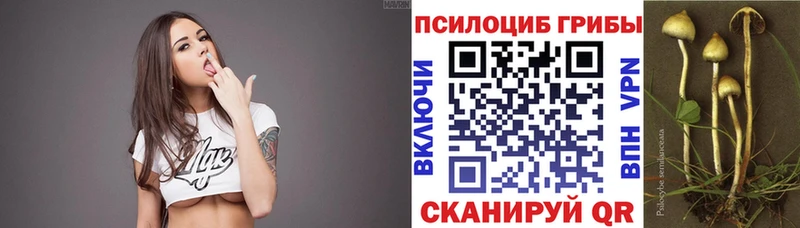 Галлюциногенные грибы Psilocybine cubensis  Оленегорск 